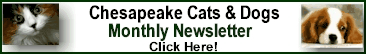 The Monthly Chesapeake cats And Dogs Newsletter - Click Here!